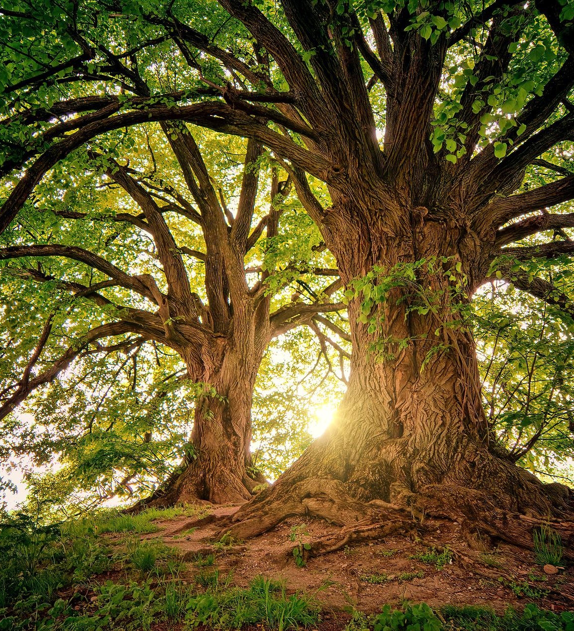 magical Tree