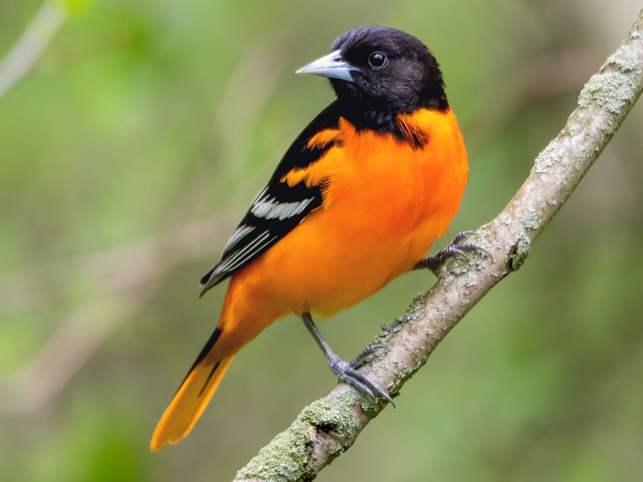 334289821-Baltimore_Oriole-Matthew_Plante