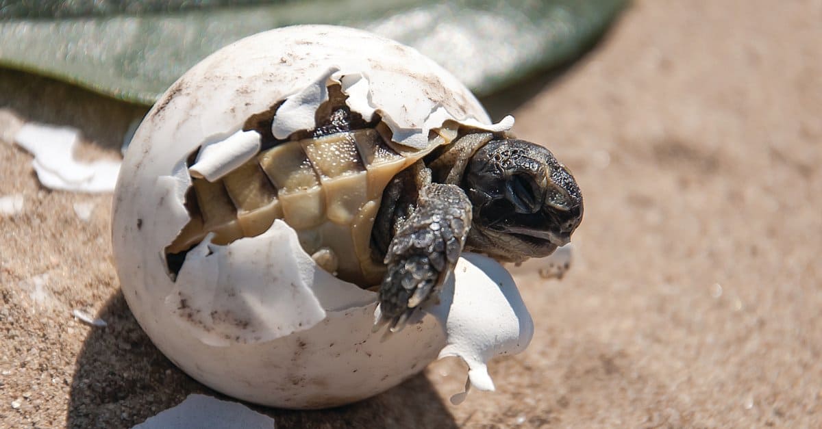 Baby-turtle-coming-out-of-its-eggshell